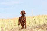 SETTER IRLANDAIS 041